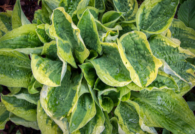 hosta plants