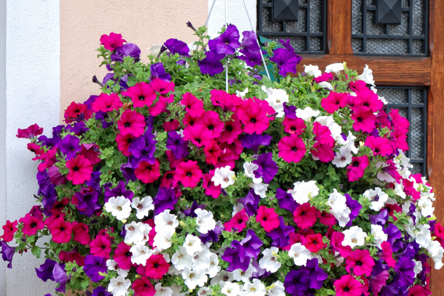 hanging baskets in living room