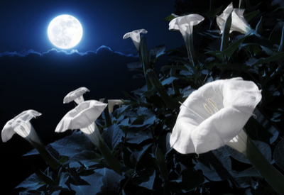 night blooming plants