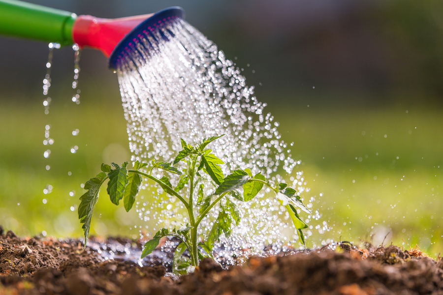 watering vegetable plants