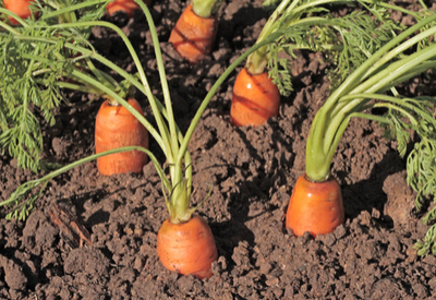 are carrots a cool weather crop