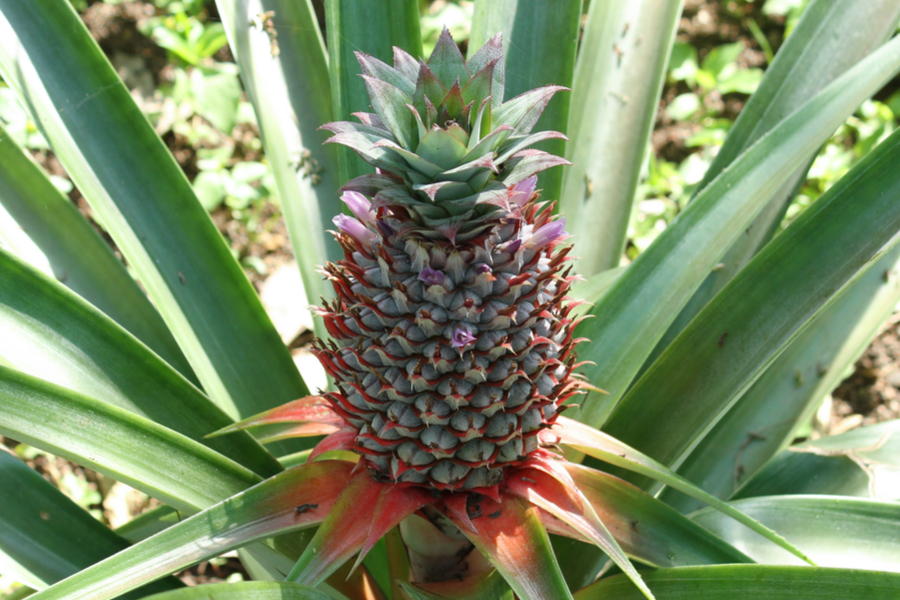 Grow Pineapple Indoors