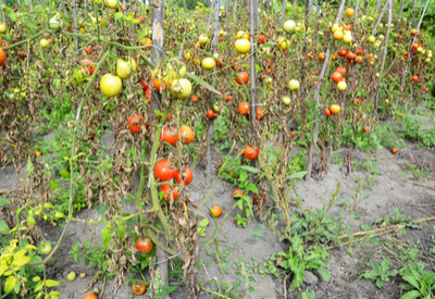 Fighting Tomato Blight 3 Keys To Keep Tomato Plants Healthy,Rotisserie Chicken Walmart