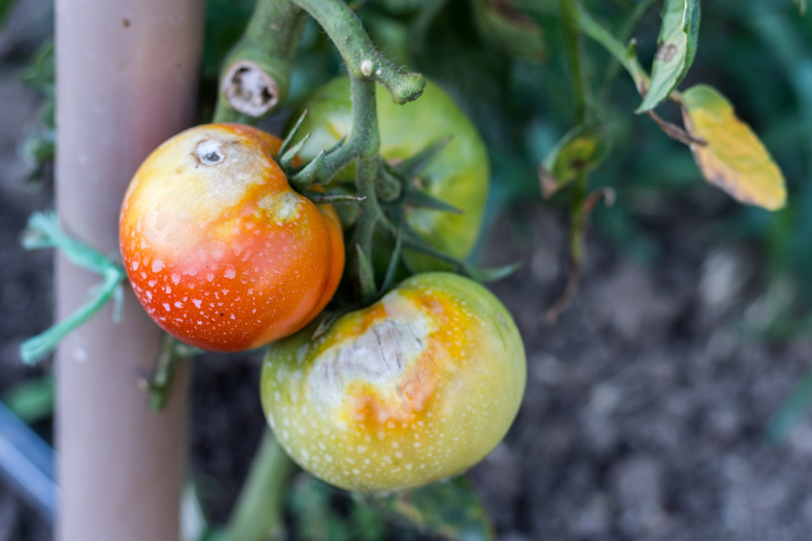 Fighting Tomato Blight 3 Keys To Keep Tomato Plants Healthy,How Long To Boil Cabbage