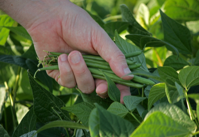 succession planting