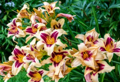 dividing hostas