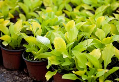 dividing hostas