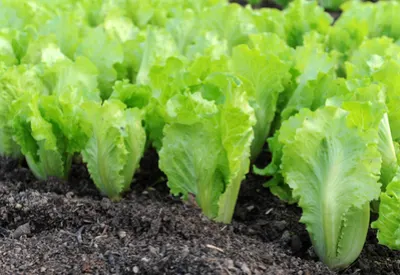 succession planting
