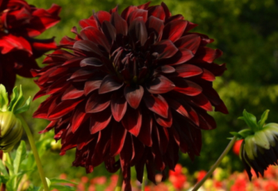 growing dahlias
