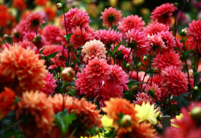 Growing dahlias