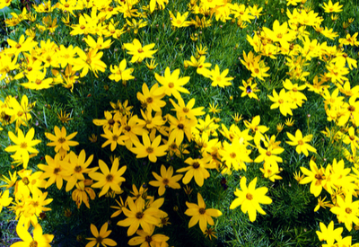 drought resistant perennials