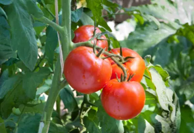 harvesting tomatoes