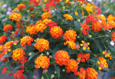 drought resistant perennials