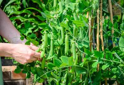 harvesting vegetables