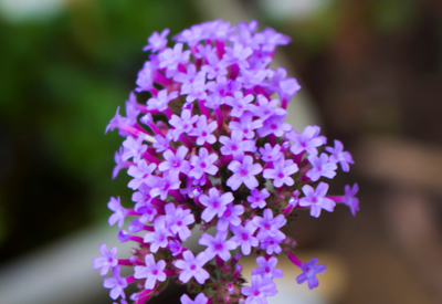 drought tolerant perennials