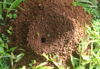 How To Stop Ants Naturally - 3 Great Methods For Outdoor Control!