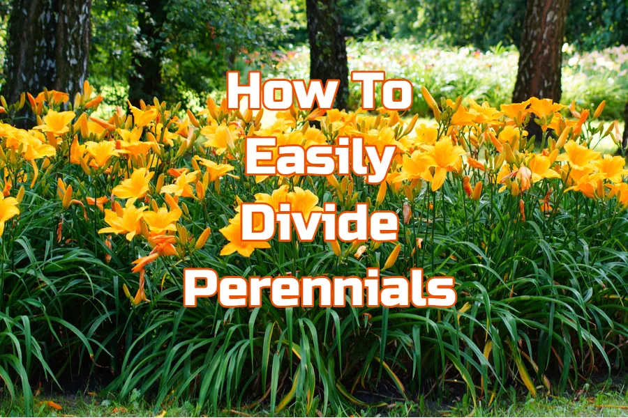divide perennials