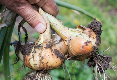 Planting Onions