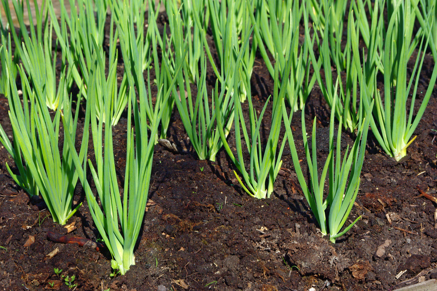 planting fall onions