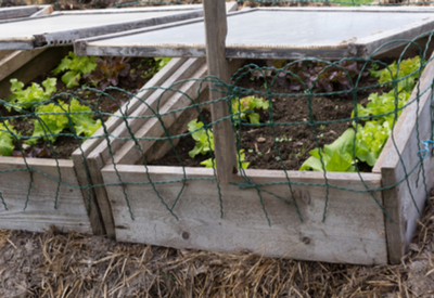 using cold frames