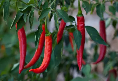 homemade hot pepper flakes