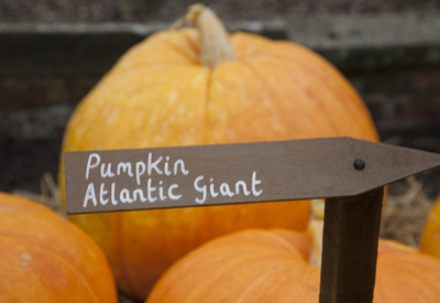 growing giant pumpkins
