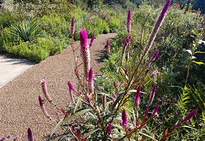 Cheekwood Gardens