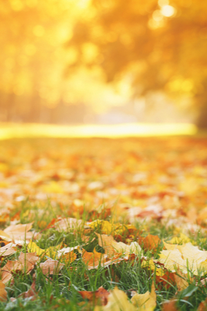 composting leaves