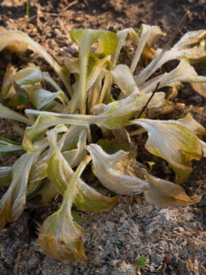protect perennials