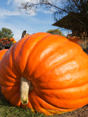 growing huge pumpkins