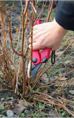 protect perennials