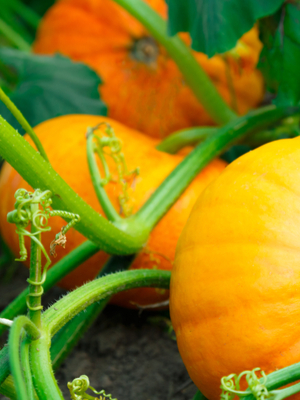Growing Huge Pumpkins