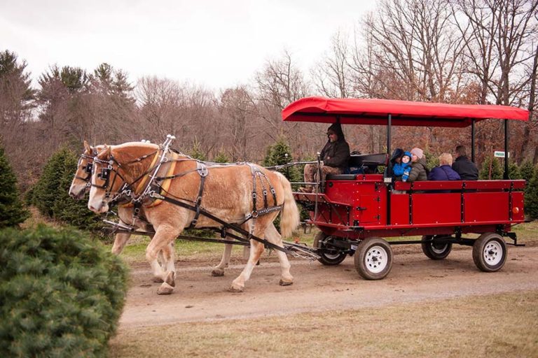 Christmas Tree Farm