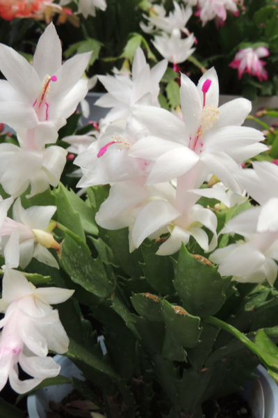 Christmas Cactus Care How To Keep Your Holiday Cactus Healthy