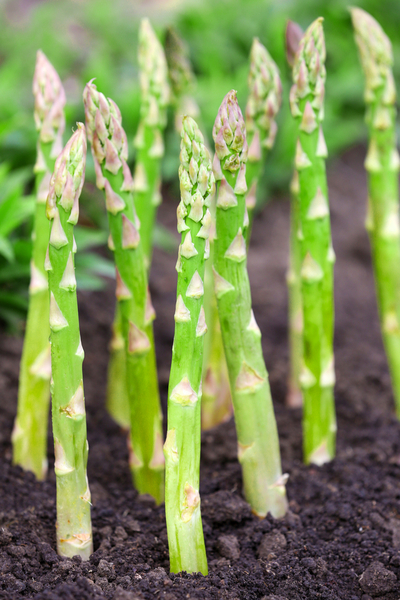 How To Grow Asparagus The Perfect Perennial Spring Vegetable