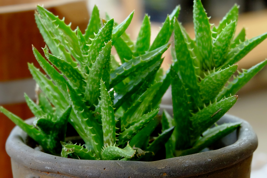 How To Grow Aloe Vera The Wonder House Plant That Heals
