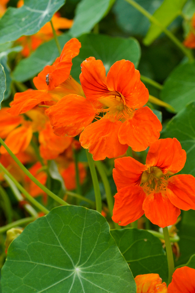 growing vegetables with flowers