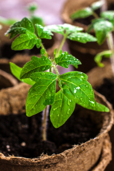 tomato seedling