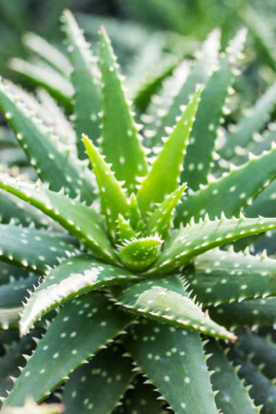 How To Grow Aloe Vera The Wonder House Plant That Heals