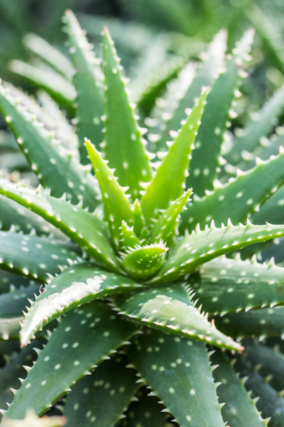 How To Grow Aloe Vera The Wonder House Plant That Heals 6617