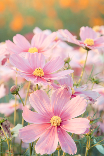 growing vegetables with flowers