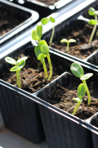 start seeds inside