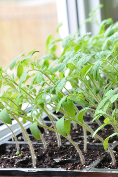 seedlings in window