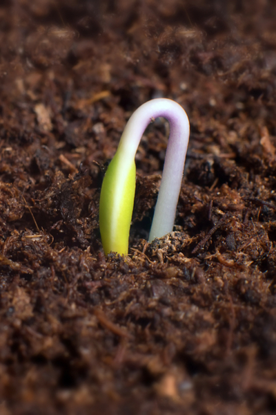 starting seeds inside