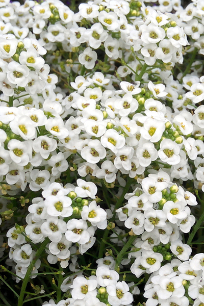 growing flowers with vegetables