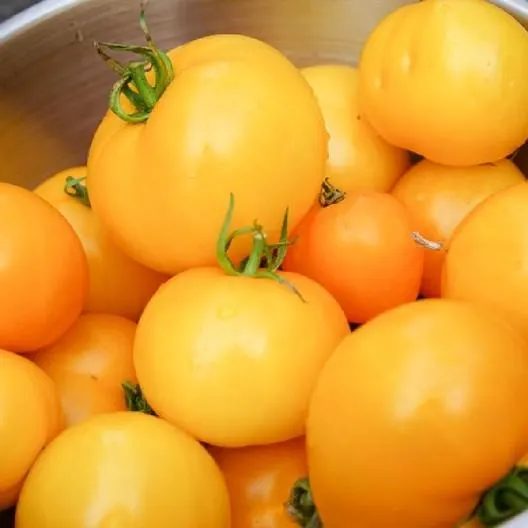 growing heirloom tomatoes