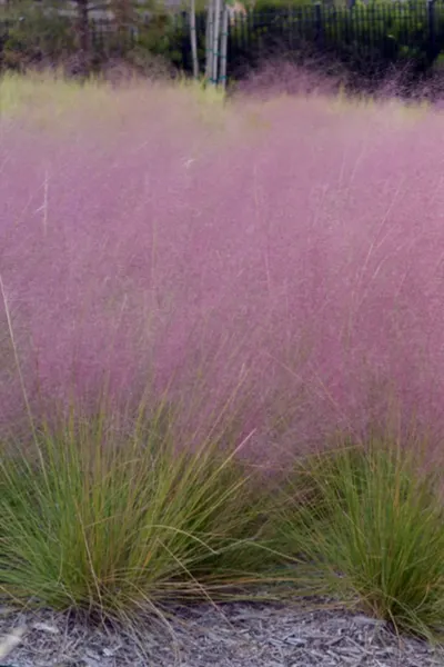 ornamental grass care