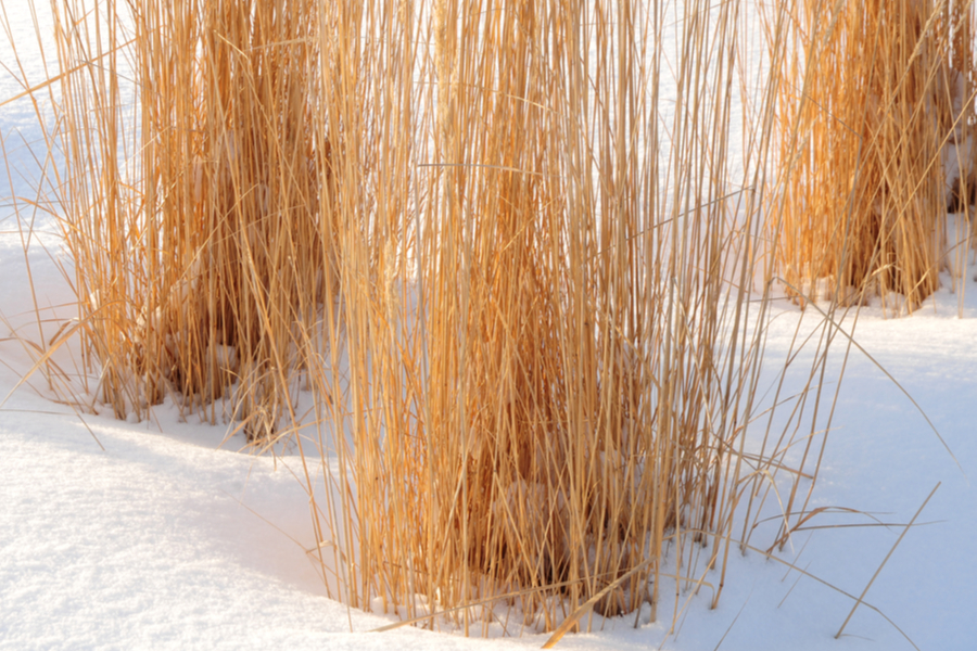 Ornamental Grass Care Why And How To Prune Back In The Winter