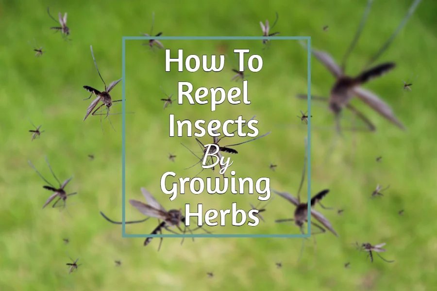 repel insects