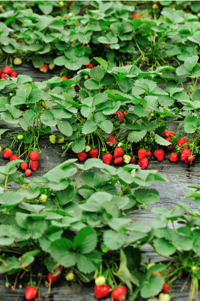 growing strawberries